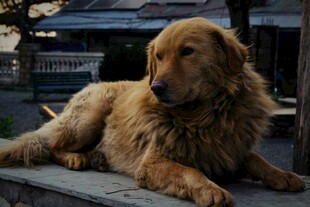 金毛犬悠闲趴坐