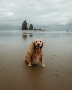 海滩上的金毛犬