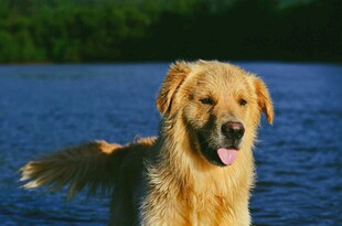 金毛犬在水边惬意的瞬间