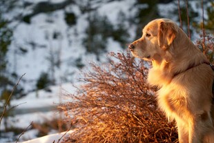 雪地中眺望的金毛犬