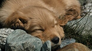 熟睡的金毛犬