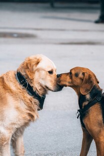 亲昵金毛与棕犬温馨互动