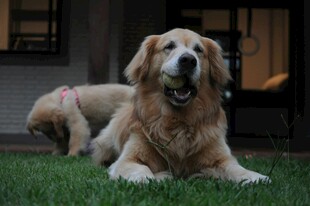 草地上的两只金毛犬