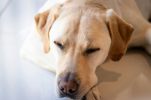 趴着的拉布拉多犬