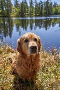 湖畔金毛犬的惬意时光