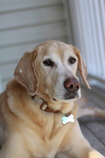 温顺拉布拉多犬安静休憩