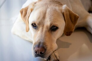 趴着的拉布拉多犬