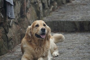 金毛犬悠闲趴于石径上