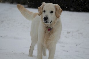 雪地中的金毛犬