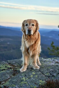 山顶上的金毛犬