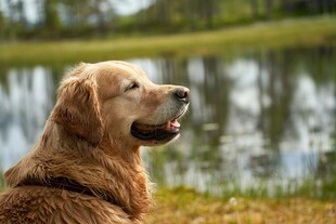 湖畔金毛犬惬意望景