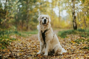 秋日林间的金毛犬