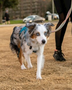 澳洲牧羊犬户外散步场景