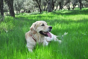 草地上的快乐金毛犬