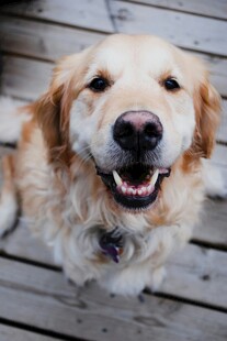 可爱金毛犬微笑看向镜头