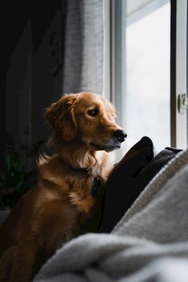 窗边趴卧的可爱腊肠犬
