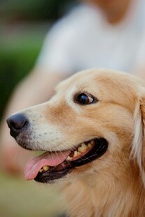 可爱金毛犬的惬意瞬间