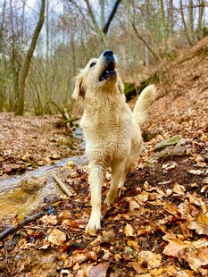 林间金毛犬仰头望天空