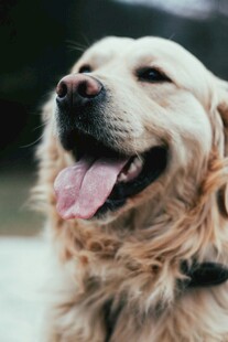 微笑的金毛犬
