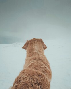 雪地中狗狗的孤独背影