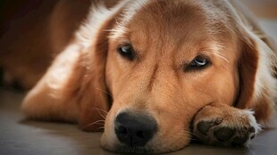 趴着的金毛犬