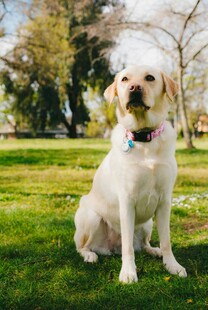 草地上的可爱拉布拉多犬