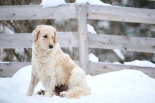 雪地中静坐的金毛犬