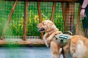 金毛犬背装备站在围栏旁