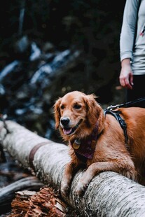 金毛犬趴原木上惬意模样