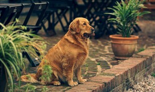 庭院中的可爱金毛犬