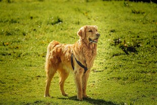 阳光下的金毛犬