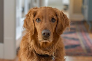 可爱金毛犬室内安静端坐