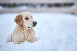 雪地中的金毛犬