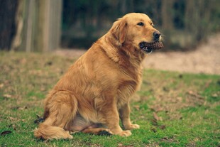 坐着的金毛犬