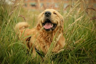 草地上的开心金毛犬