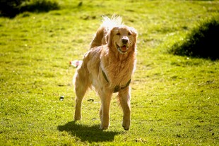 阳光下的金毛犬