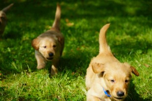 草地上奔跑的可爱幼犬