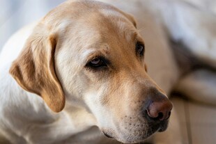 温顺拉布拉多犬的安静瞬间