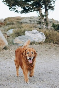 漫步的金毛犬