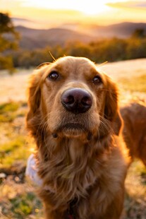 夕阳下的可爱金毛犬
