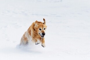雪地中奔跑的可爱柴犬