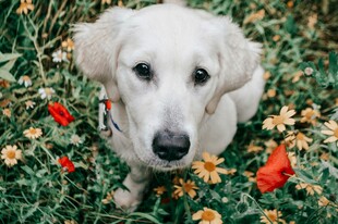 草地上的白色萌犬