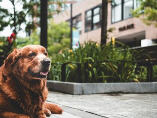 户外休憩的金毛犬