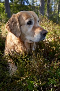 林间休憩的金毛犬