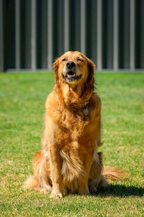 阳光下端坐的金毛犬
