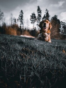 草地上悠闲的金毛犬