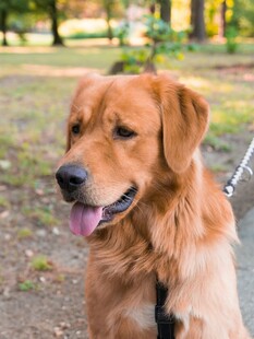 户外可爱金毛犬