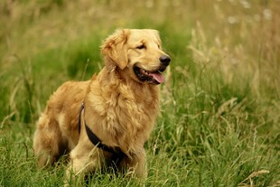 草地上的金毛犬