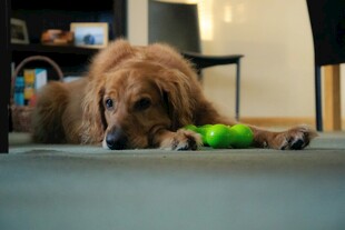 趴着玩玩具的金毛犬