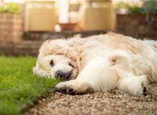 熟睡的金毛犬